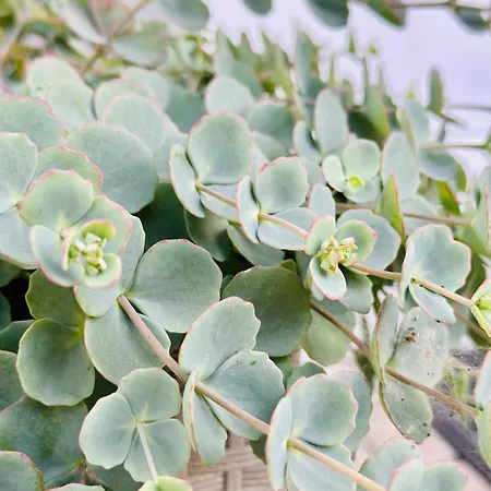 Appartement Studio Apartman